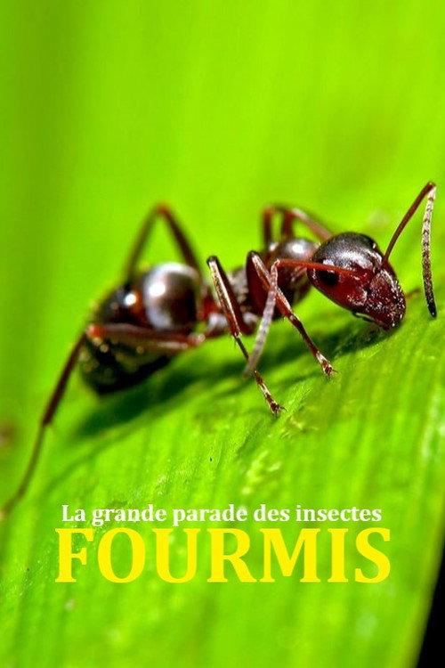 Fabulous Insects - Ants 2025 official movie poster