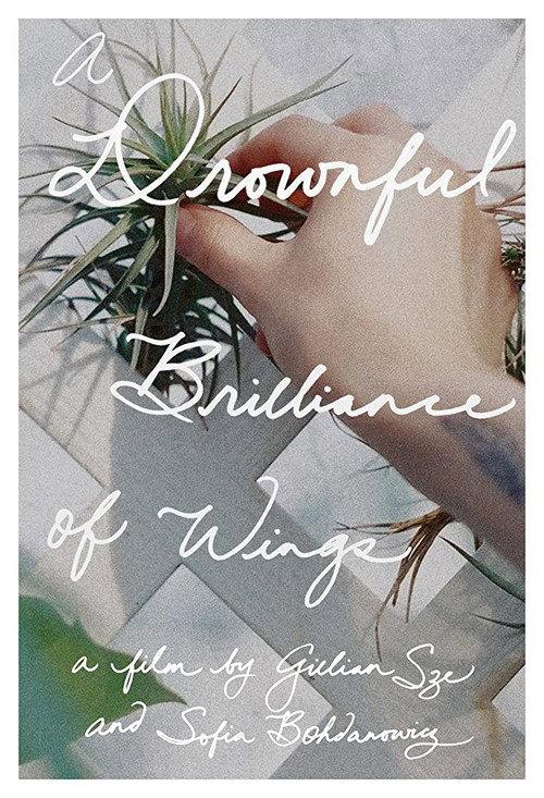 A Drownful Brilliance of Wings 2016 official movie poster