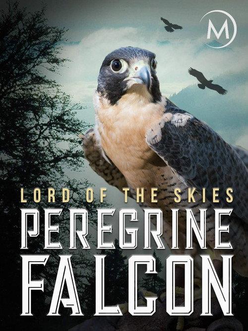 Peregrine Falcon: Lord of the Skies 2018 official movie poster