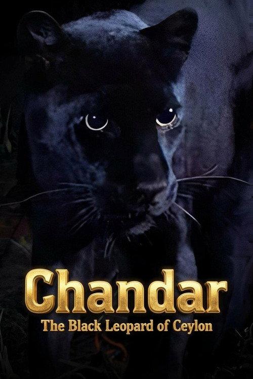 Chandar, the Black Leopard of Ceylon 1972 official movie poster