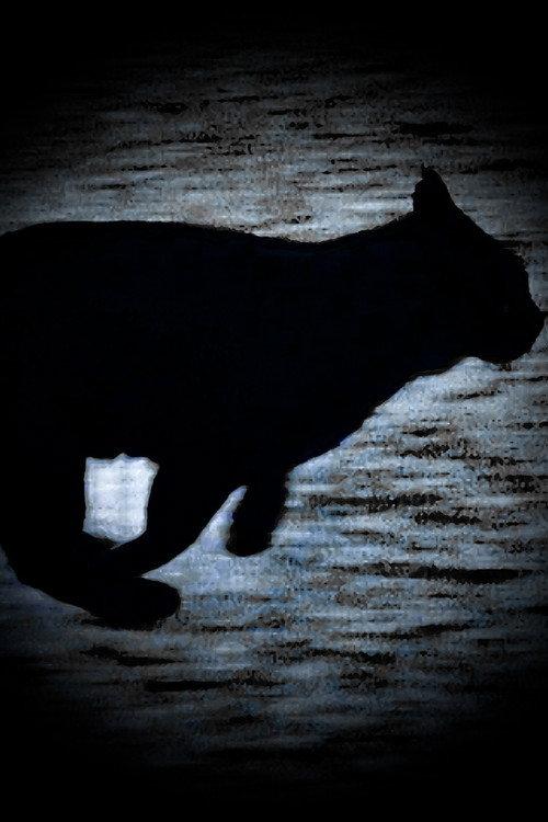 A Black Cat Escapes 2025 official movie poster