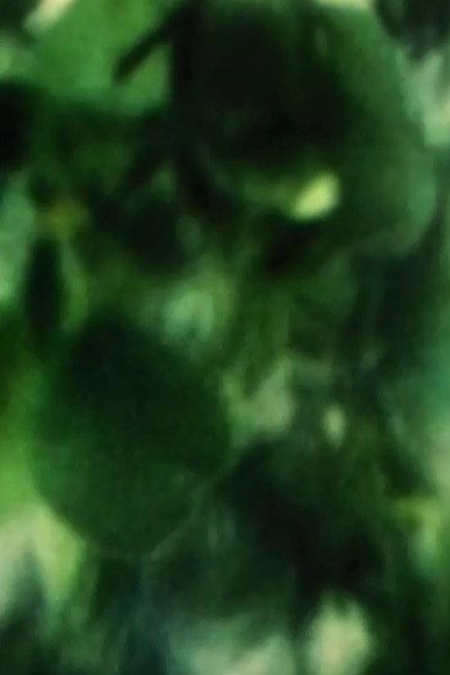 Plum Tree Zoom 2002 official movie poster