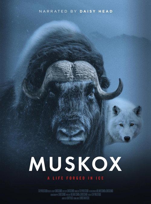 Muskox 2026 official movie poster