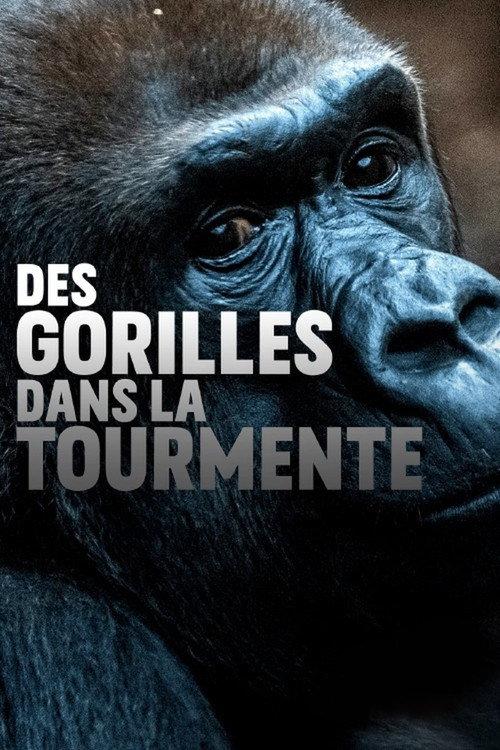 Gorillas unter Stress 2020 official movie poster