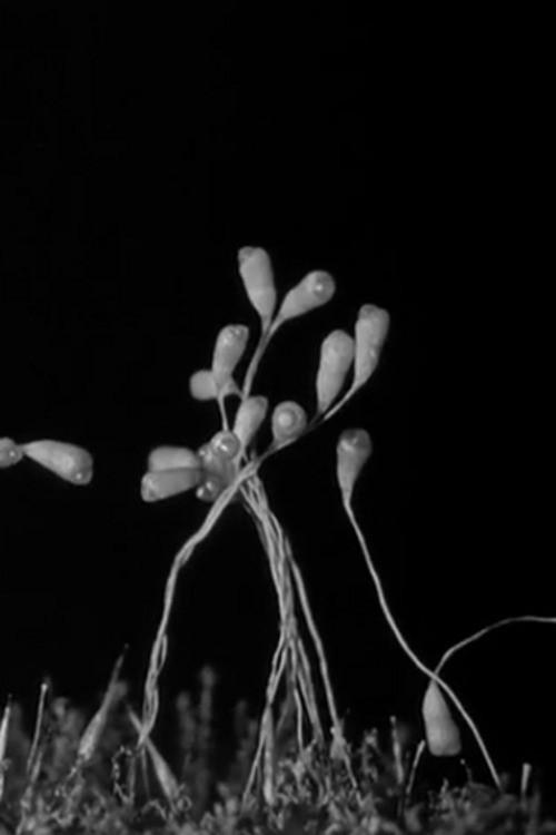 Gathering Moss 1933 official movie poster