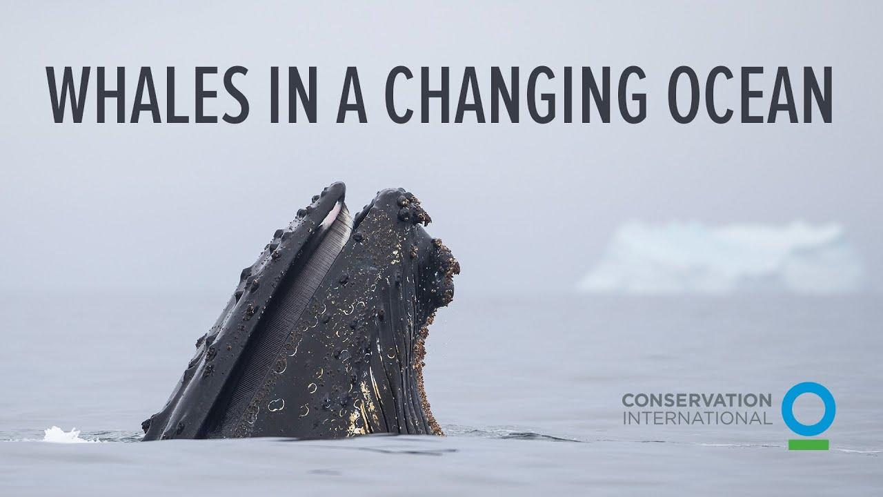 Whales in a Changing Ocean Trailer