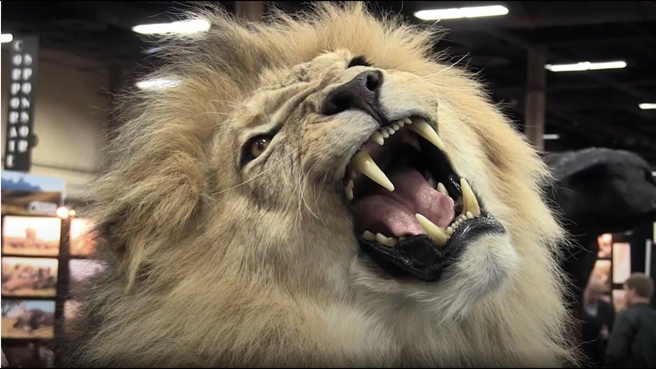 Blood Lions Trailer