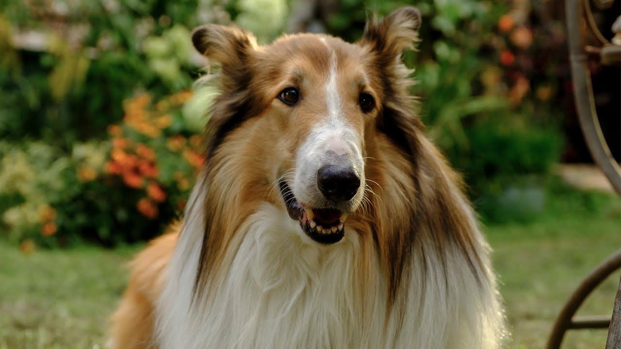 Lassie: A New Adventure Trailer