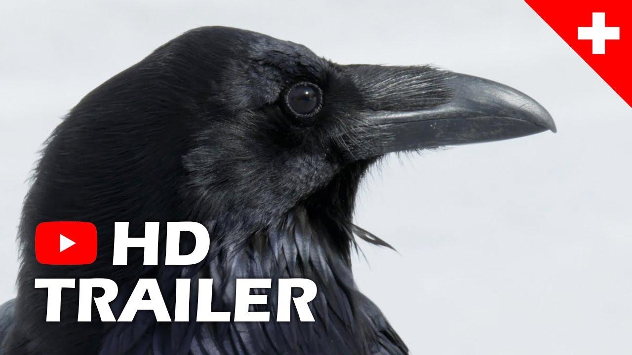 Crows - Nature Is Watching Us Trailer