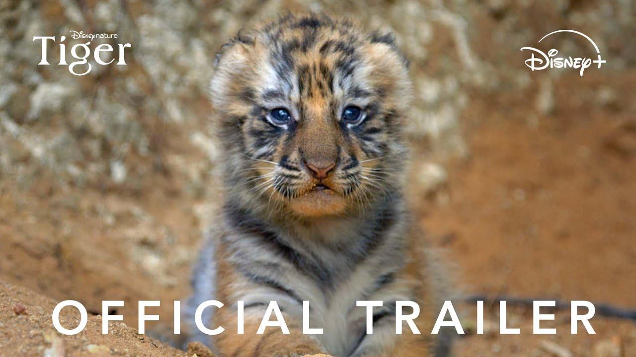 Tiger Trailer