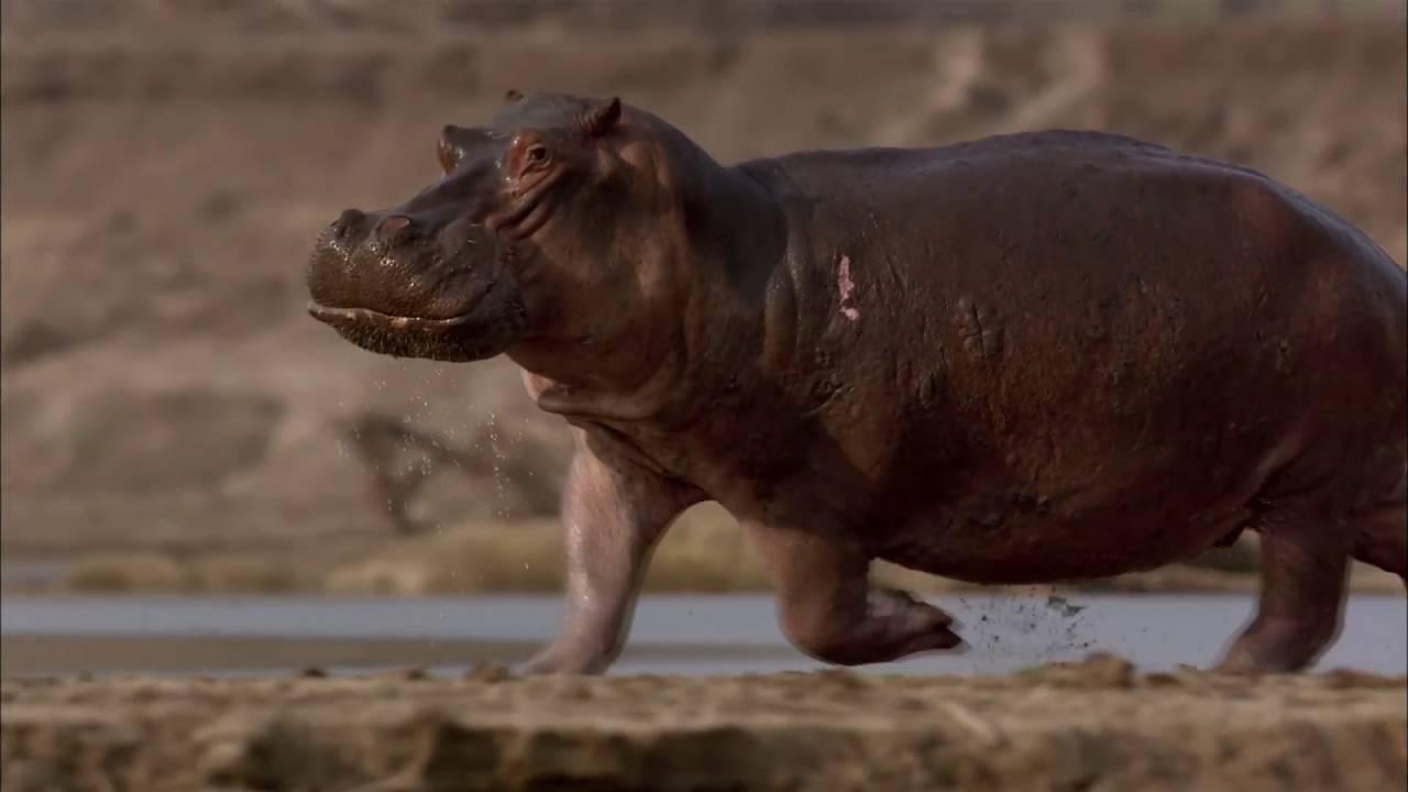 Hippos after Dark Trailer