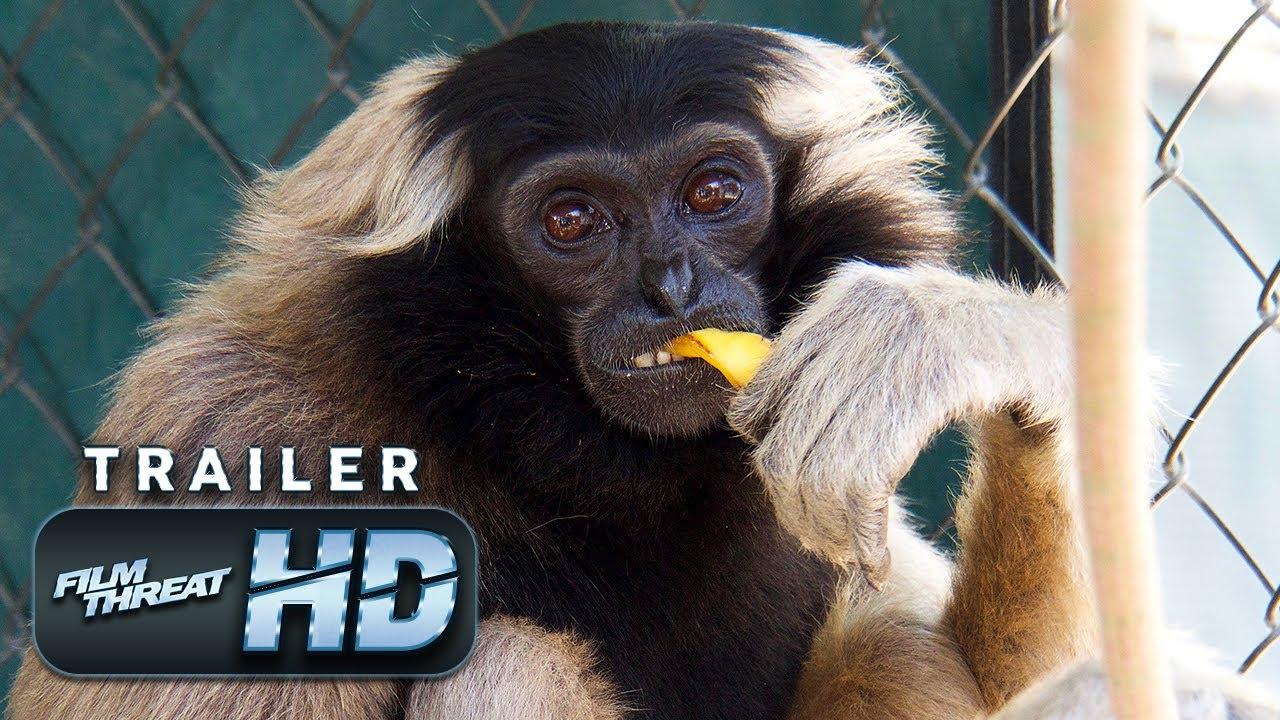 The Center: Gibbons and Guardians Trailer