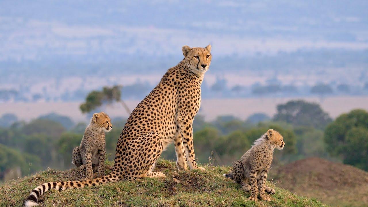 Masai Mara: The Big Hunt Trailer