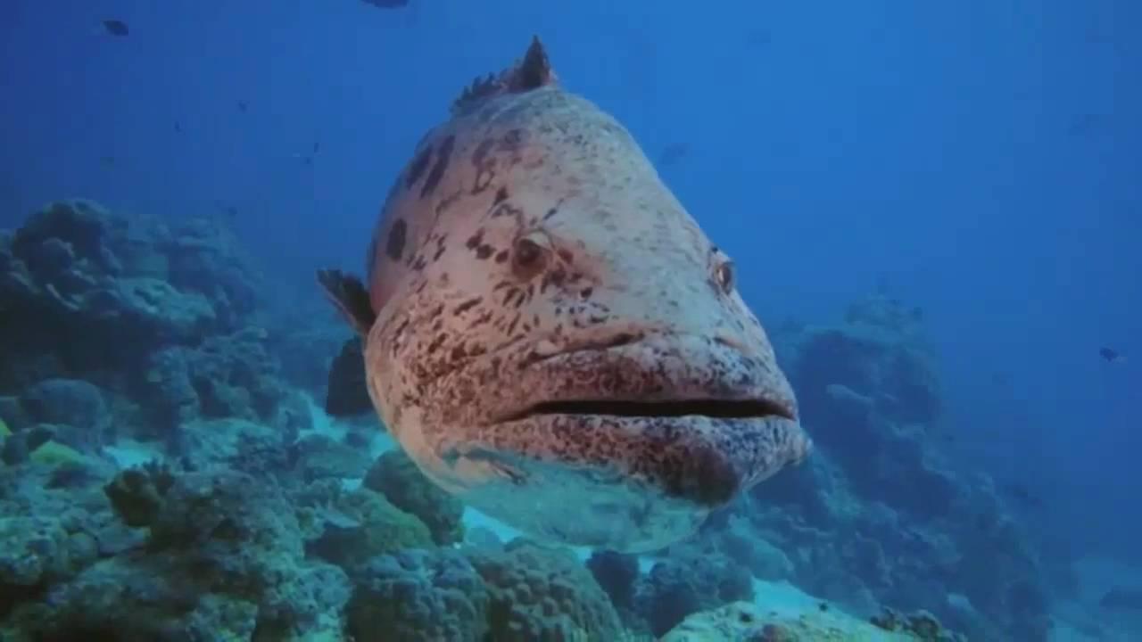 Under the Sea 3D Trailer