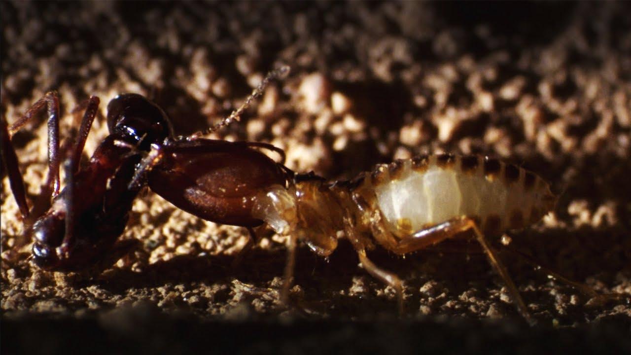Ant Attack Trailer
