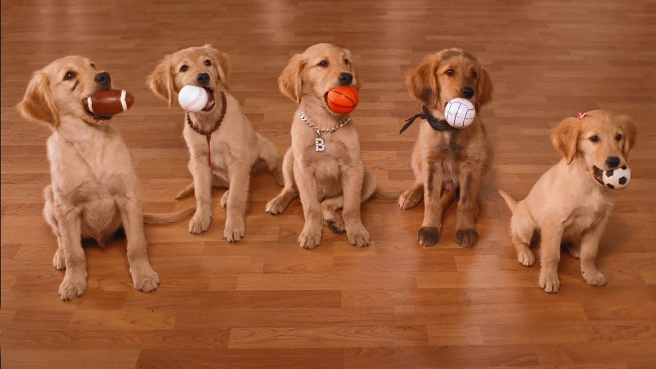 Air Buddies Trailer