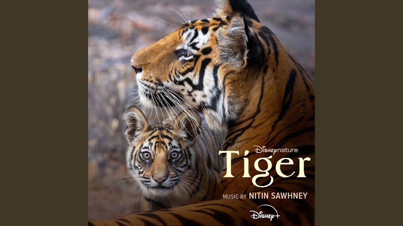 Tigers on the Rise Trailer