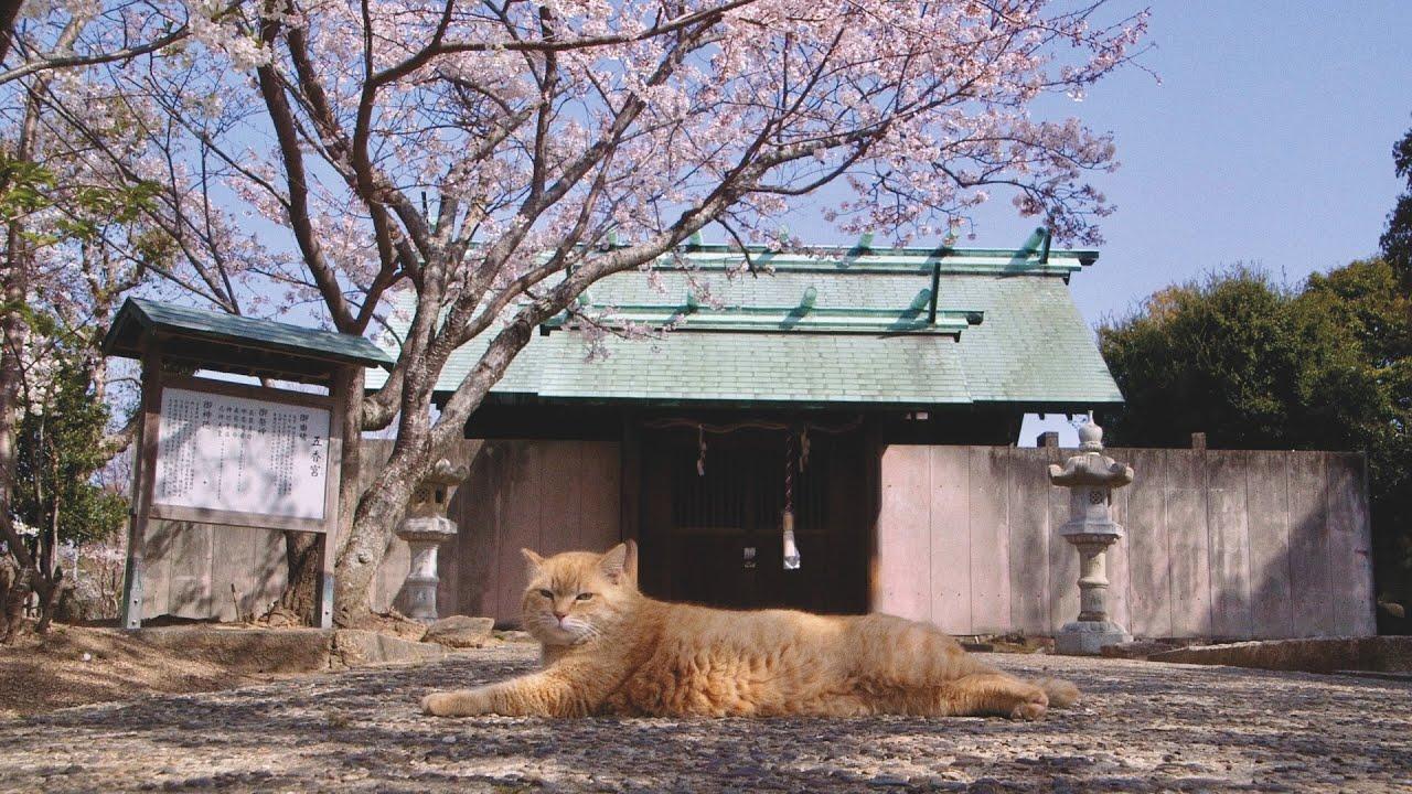The Cats of Gokogu Shrine Trailer
