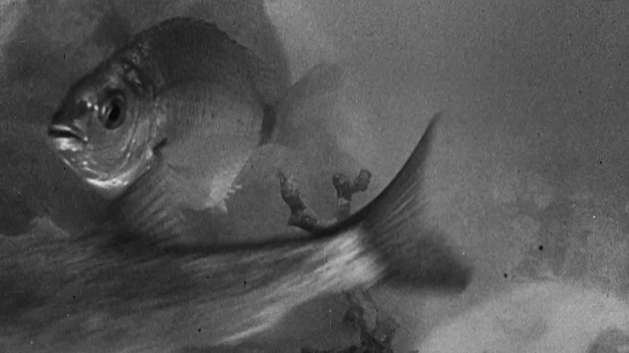 Undersea Fantasy Trailer