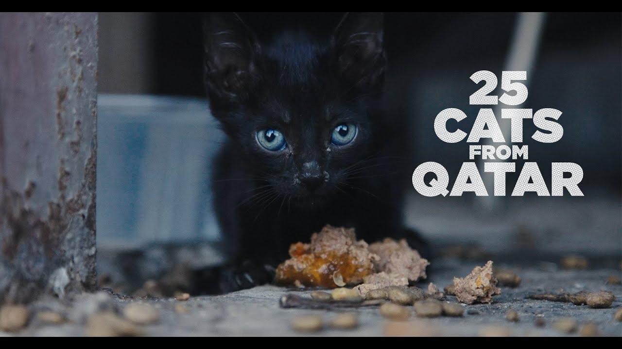 25 Cats from Qatar Trailer