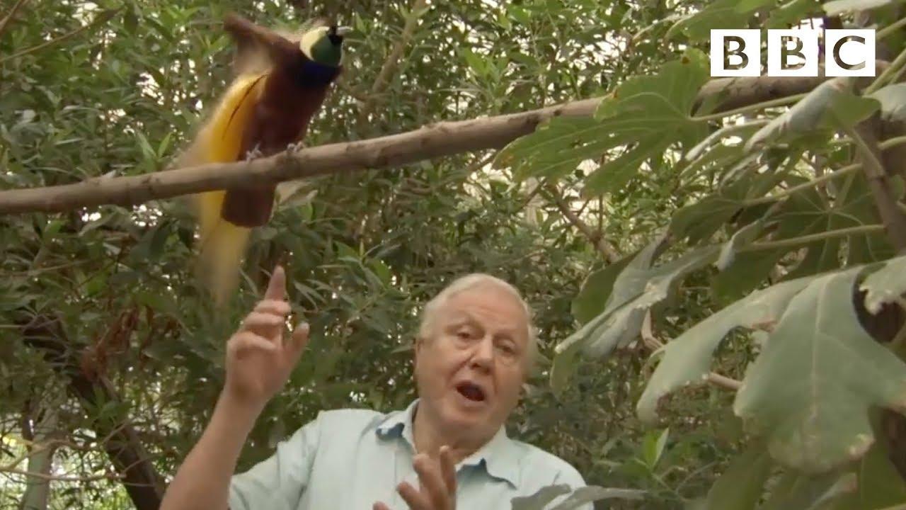 Attenborough's Paradise Birds Trailer