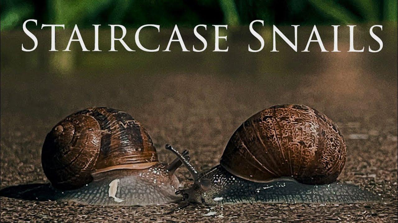 Staircase Snails Trailer
