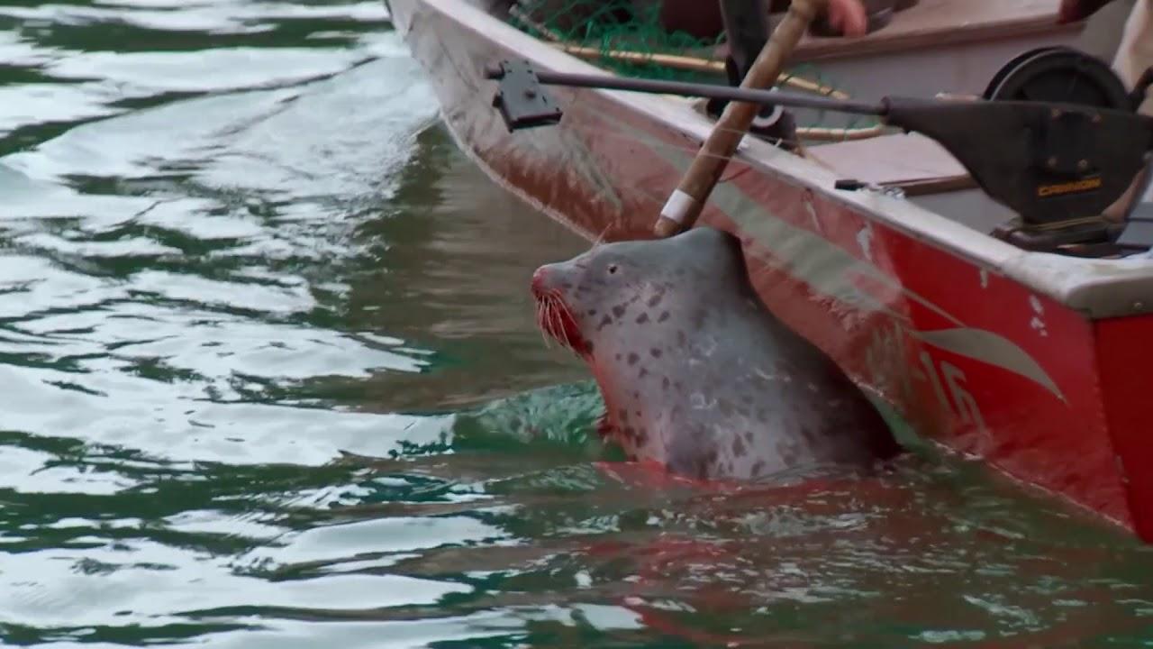 Growing Native Alaska: People of the North Trailer