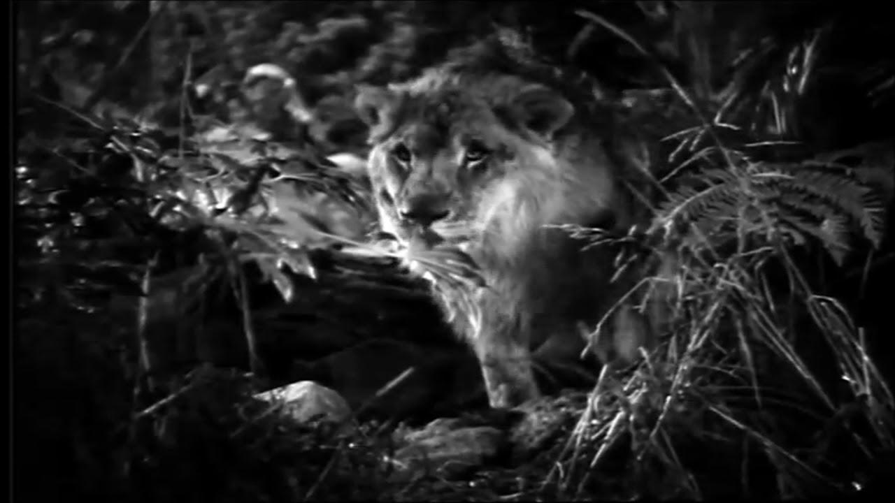 Jungle Bride Trailer