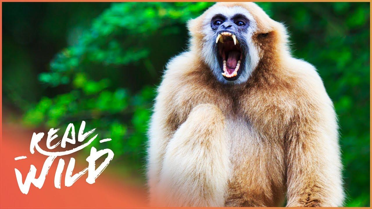 Gibbons: The Forgotten Apes In Peril Trailer