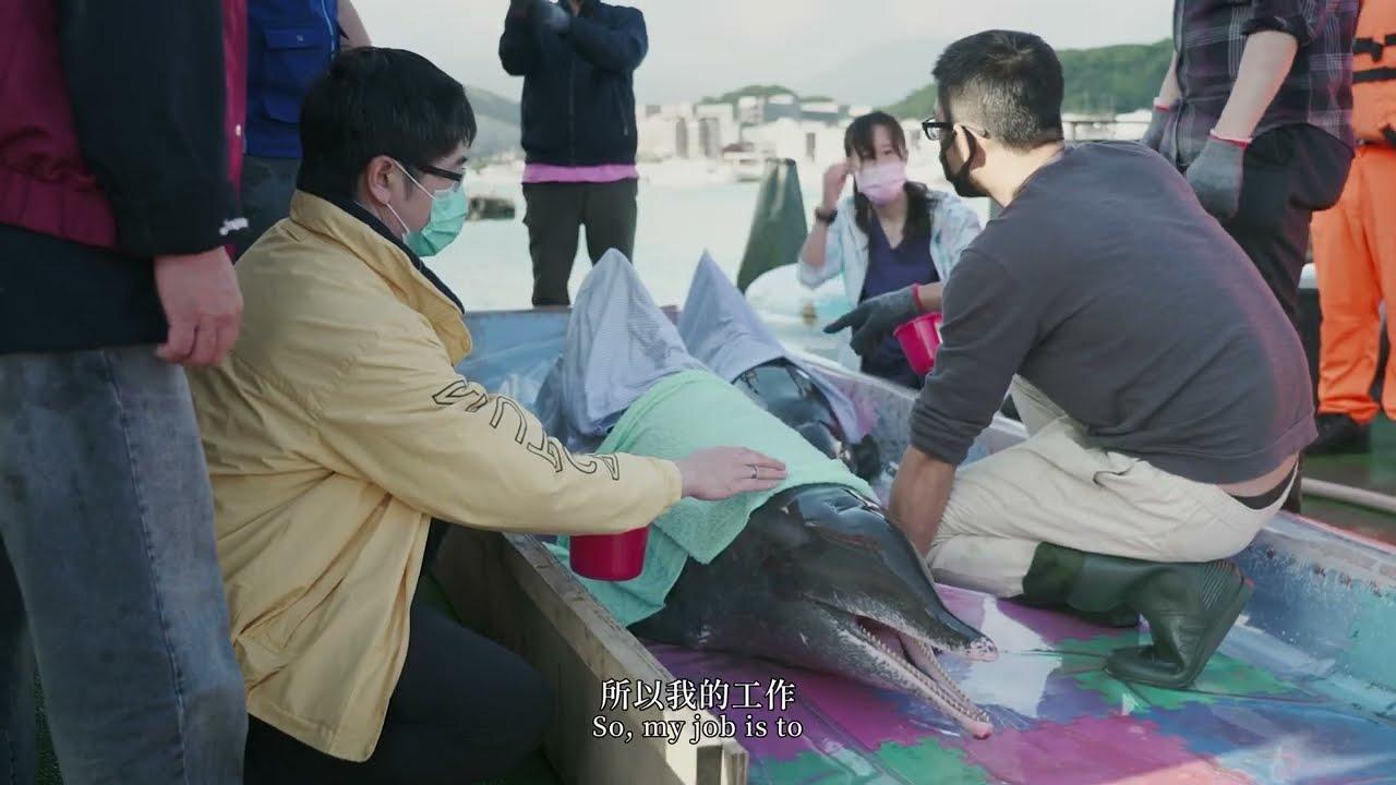 Hearing from the Dolphin Trailer