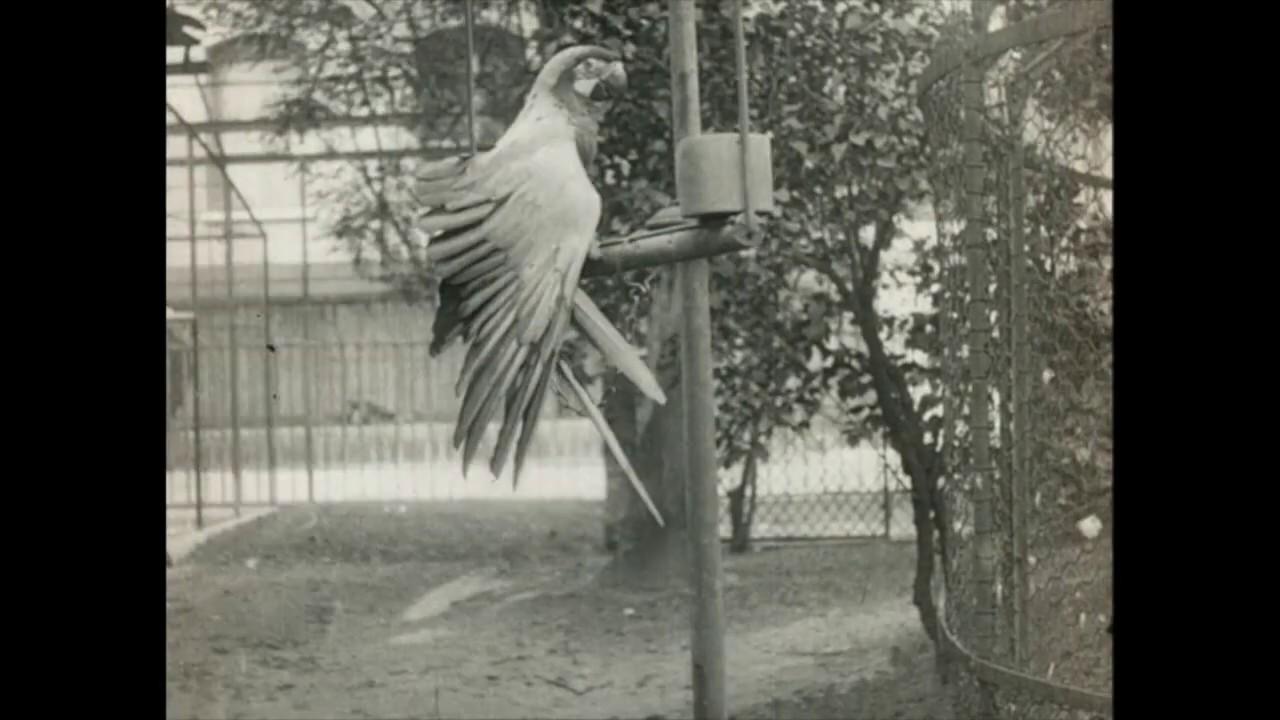 Au jardin zoologique de Paris Trailer