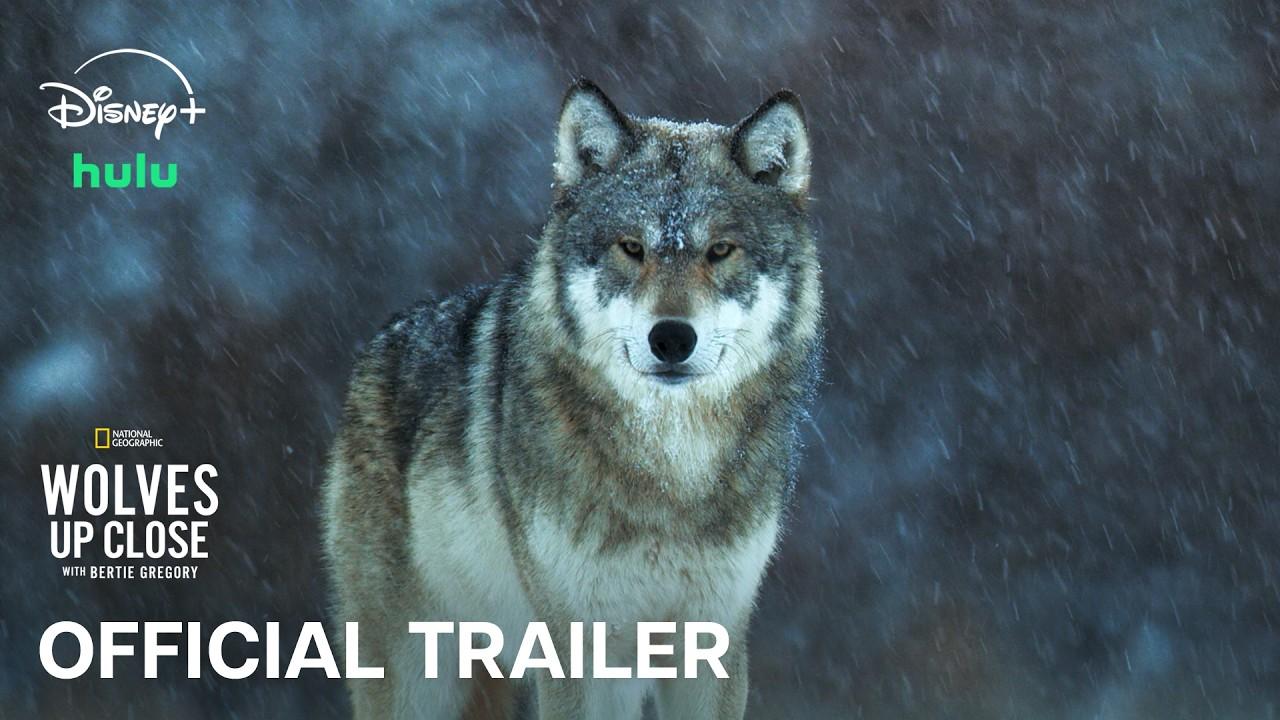 Wolves Up Close with Bertie Gregory Trailer