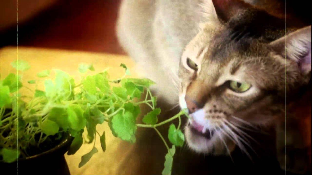 Catnip: Egress to Oblivion? Trailer