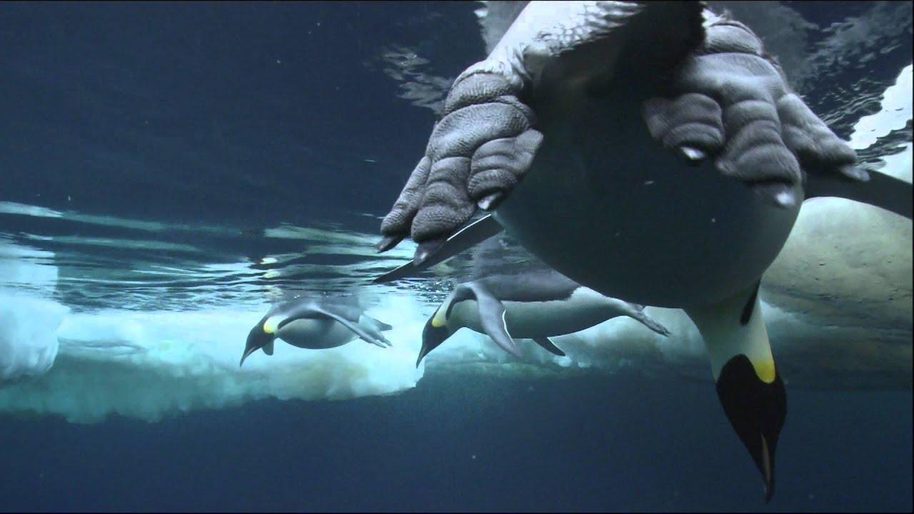 Kingdom of the Oceans Trailer
