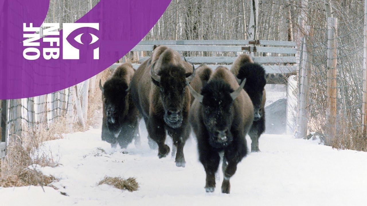 Elk Island Trailer