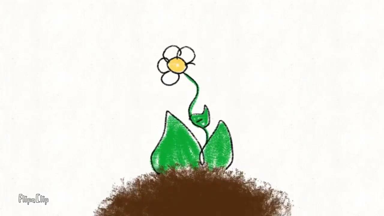 Flower Boy Trailer