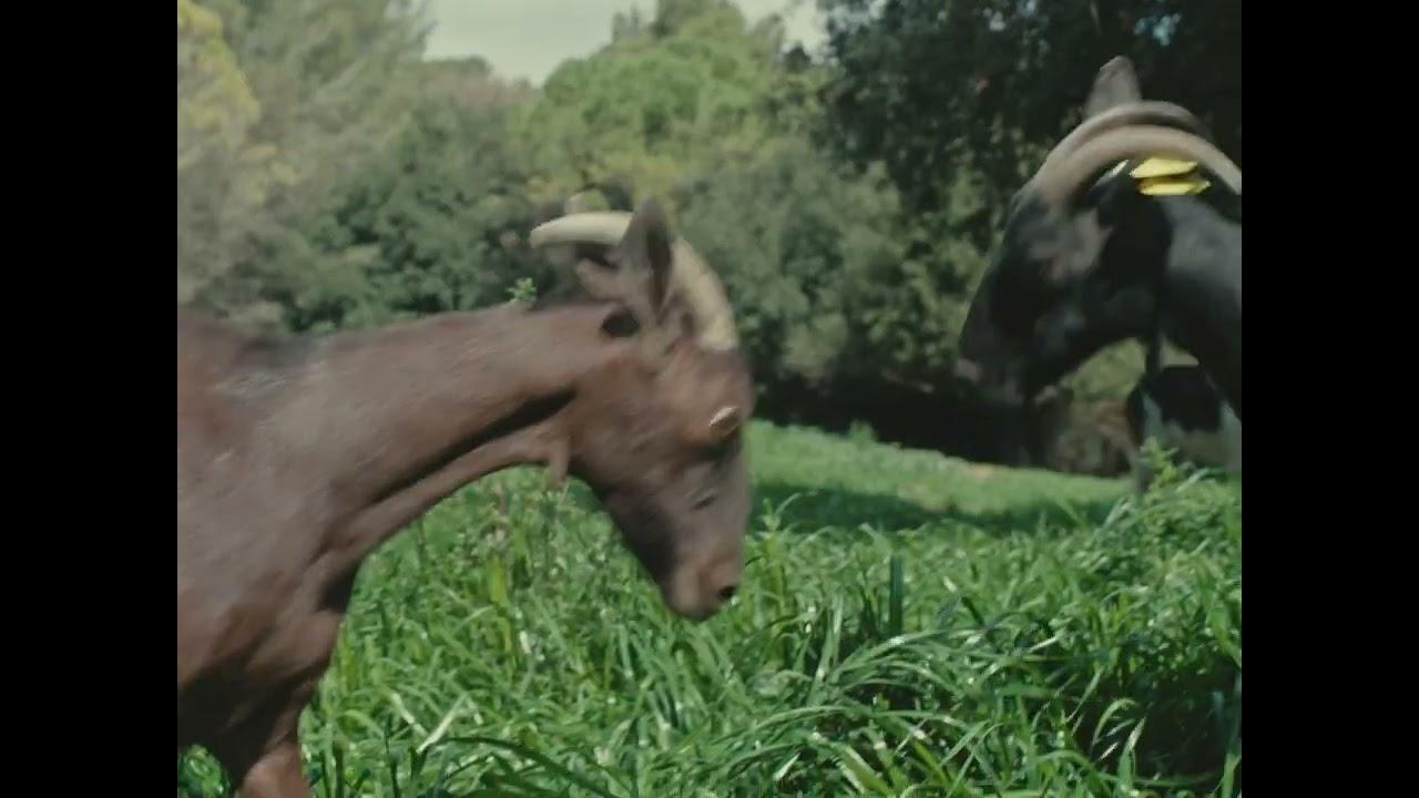 Fauna Trailer