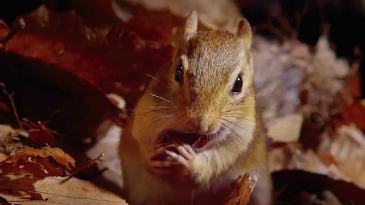 Tiny Giants 3D Trailer