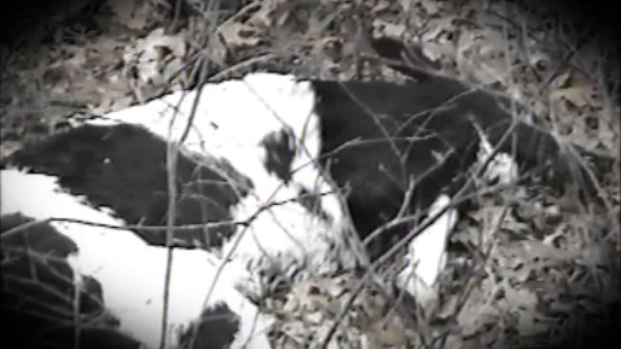 The Bridgewater Triangle Trailer