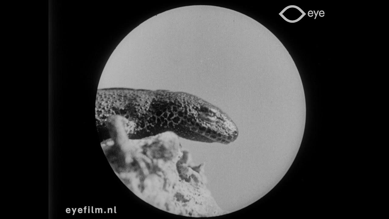 Les salamandres Trailer