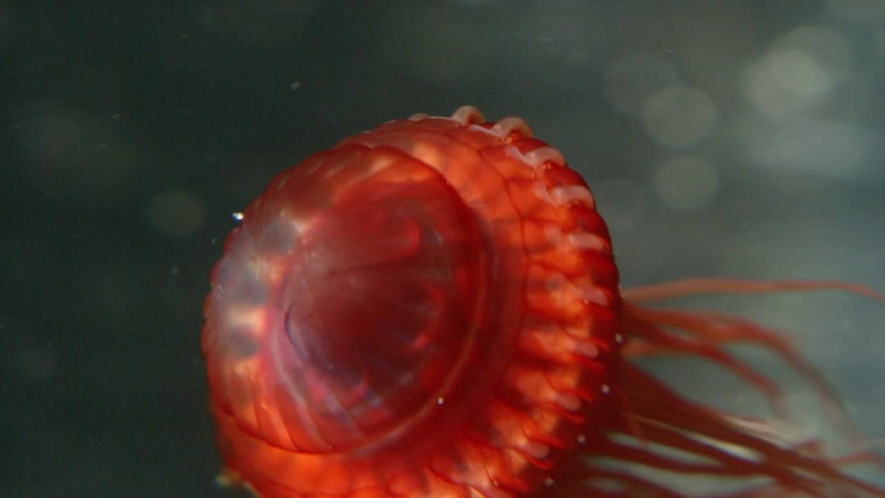 Deep Ocean: Lights in the Abyss Trailer