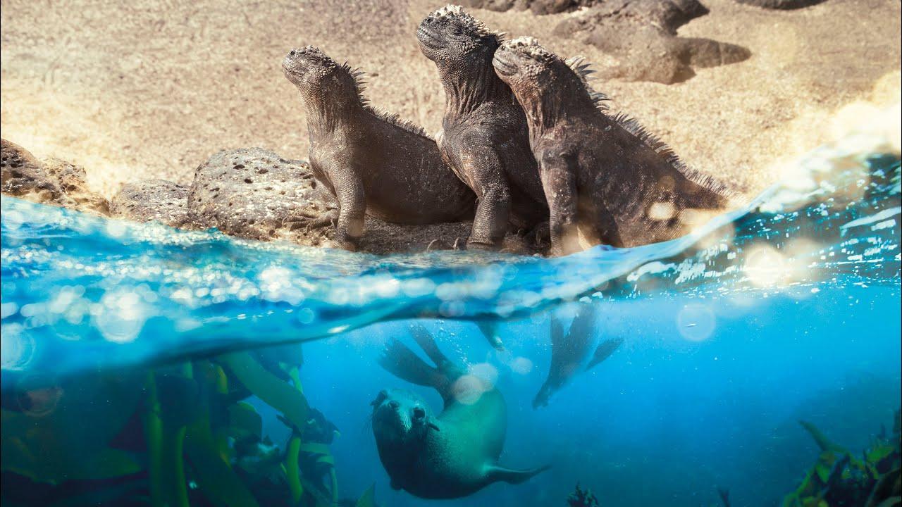 Planet Earth: A Celebration Trailer