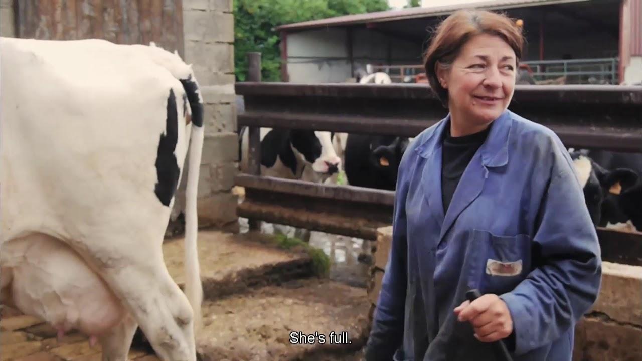 Cows With No Name Trailer