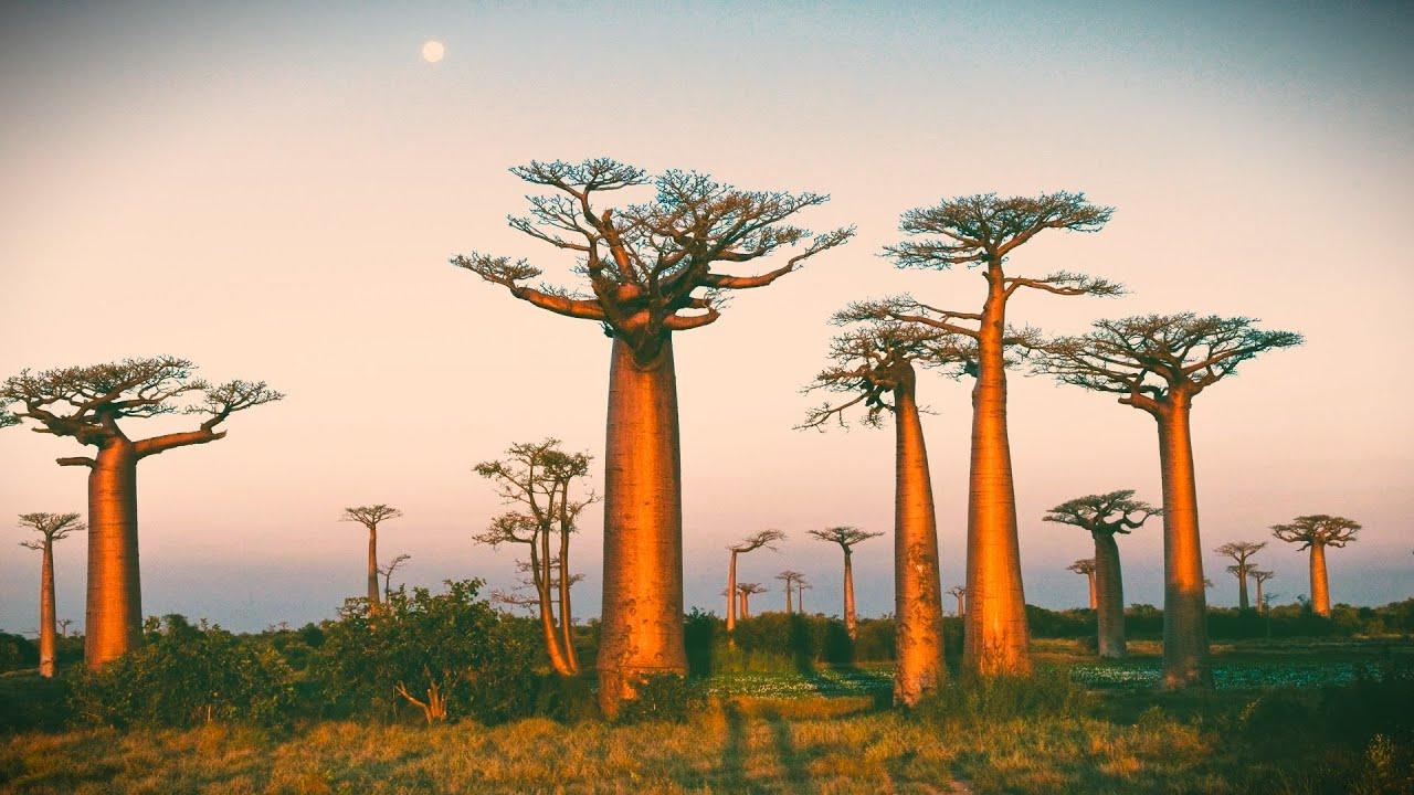 Baobab: Portrait of a Tree Trailer