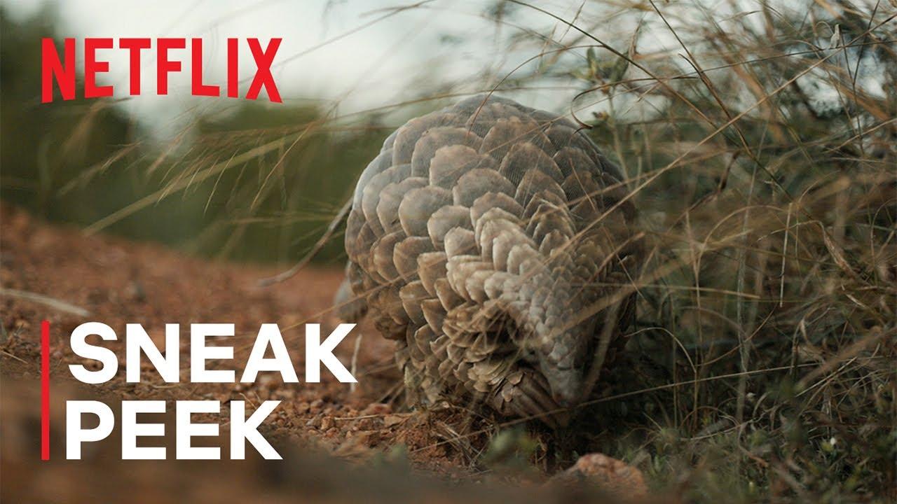 Pangolin: Kulu's Journey Trailer