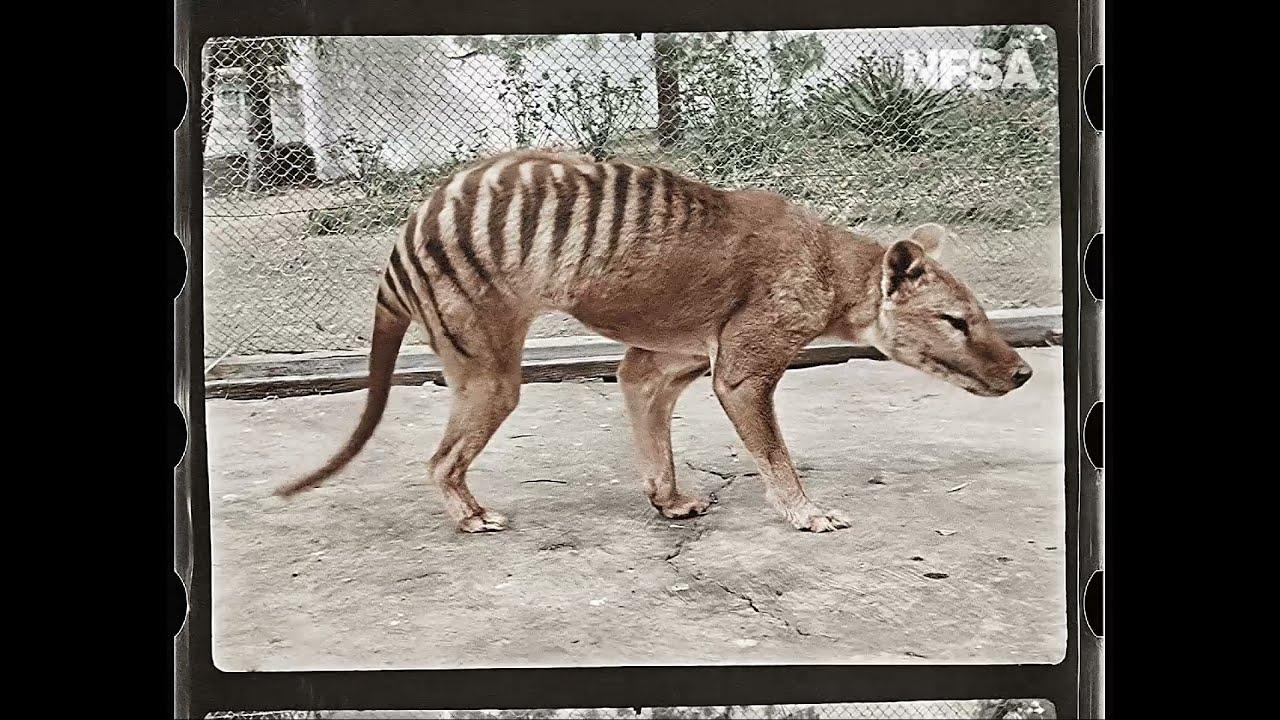 Tasmanian Tiger in Colour Trailer