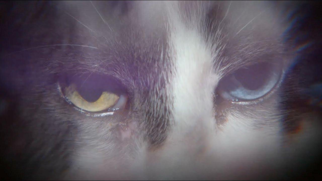 Monomyth - Patsy Trailer