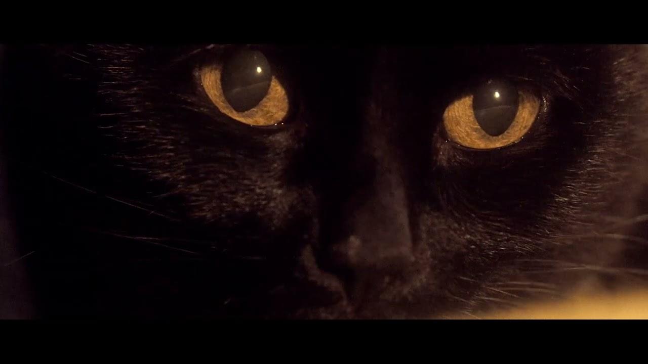 Somos animales Trailer