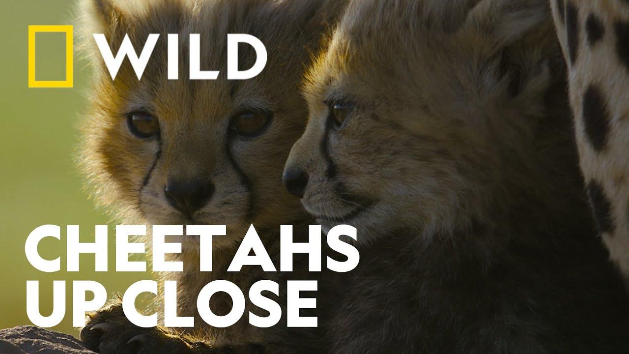 Cheetahs Up Close with Bertie Gregory Trailer