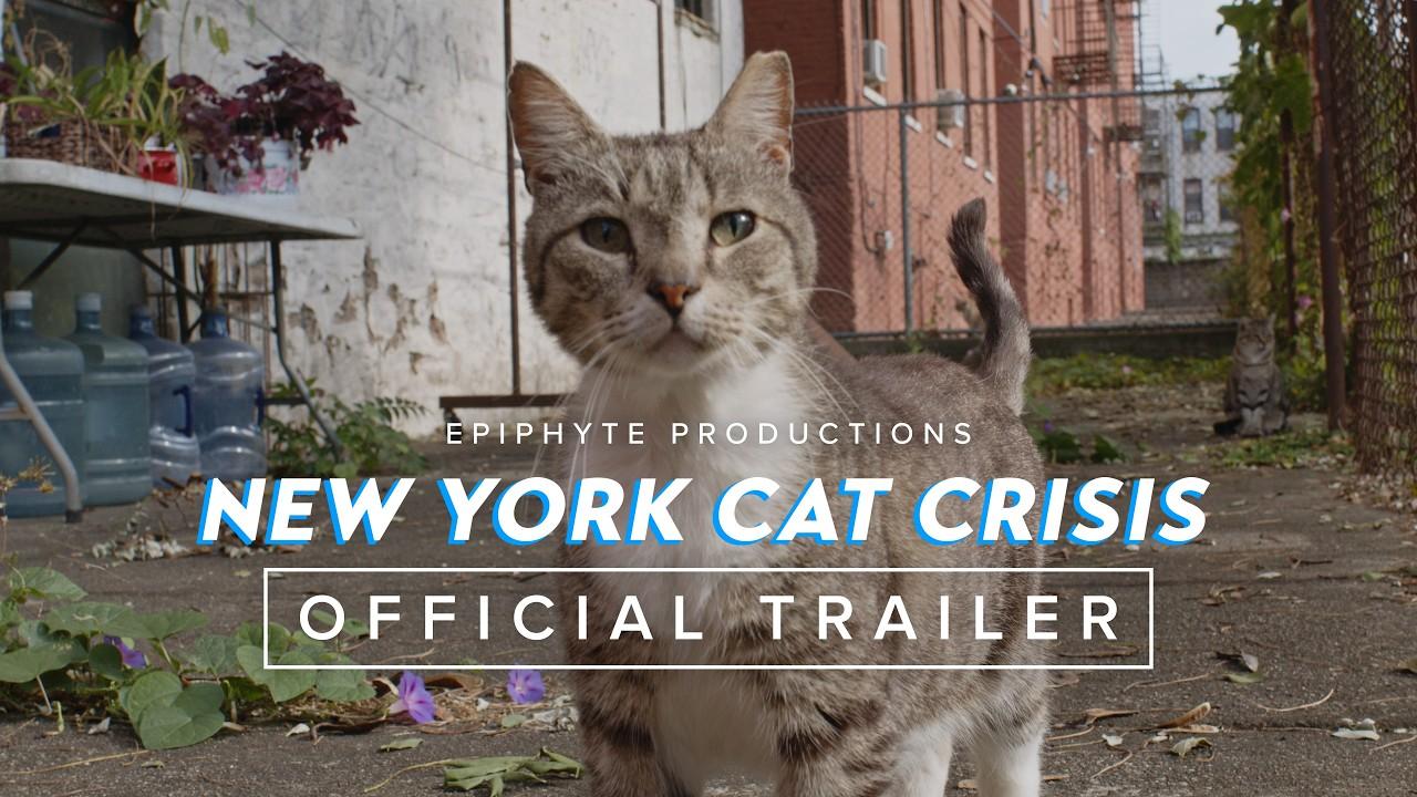 New York Cat Crisis Trailer